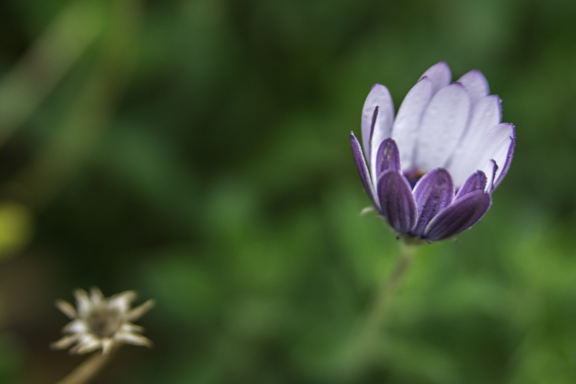 Flor,Macro