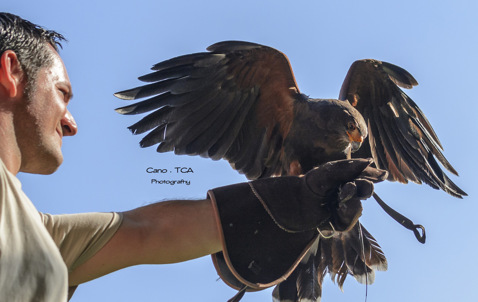 Falcons del Fai