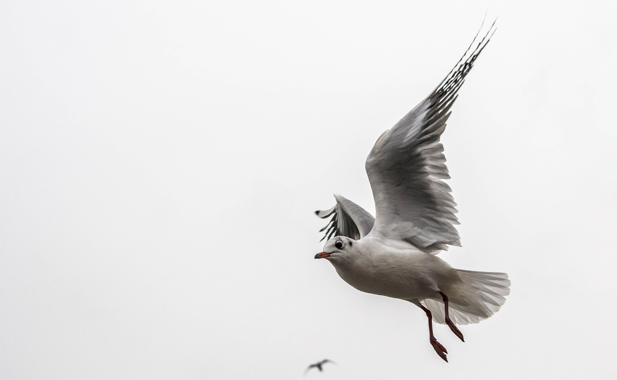 gaviotas1